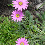 A garden flower photo