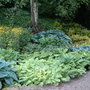 A sea of Hostas