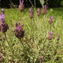 Frenchlavendercloseupfrontpathbordervistabile09