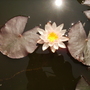 Water Lily (Nymphaea Odorata) 06.08 (Nymphaea odorata (Vistabile))