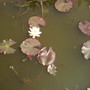 Water Lily (Nymphaea Odorata) 06.08 (Nymphaea odorata (Vistabile))