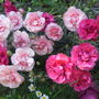 'Doris' Pinks (Dianthus.)