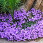 Campanula. (Campanula.)