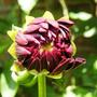 Dahlia 'Bishop of Llandaff'