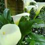 Arum (Zantedeschia aethiopica (Arum lily))