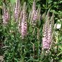 Veronica 'Pink Spires' (Veronica 'Pink Spires')