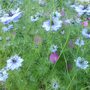 Flowers in the gravel. (Nigella damascena (Love-in-a-mist))