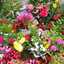 Pams_pics_182