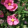 Cistus_x_purpureus
