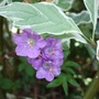 Polemonium caeruleum (Polemonium caeruleum)