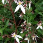 Saxifrage (Saxifraga stellaris (Starry Saxifrage))