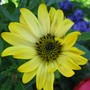 Osteospermum Tambero (Osteospermum)