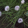 Allium schoenoprasum (Chives)
