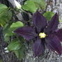 Clematis 'Warsaw Nike' (Clematis 'Warsaw Nike')