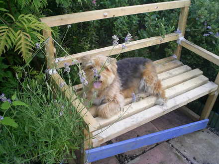 lucky helping to make garden seat 