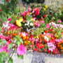 Pams_pics_190