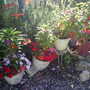 lucys pots