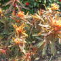 Euphorbia Griffithii 'Fireglow' (Spurge) (Euphorbia griffithii 'Fireglow')