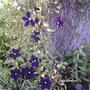 Rain + heat = instant blooms !!