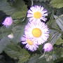 2008-06-09_013_pink_asters