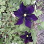 'Warsaw Nike' clematis flowers (Clematis 'Warsaw Nike')