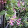 Honeysuckle  (Lonicera brownii 'Dropmore Scarlet')