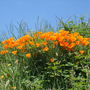 Dscf1479