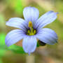Blue-eyed Grass (Sisyrinchium angustifolium)