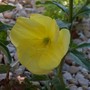 Evening Primrose (Oenothera biennis)