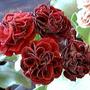 A garden flower photo