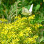 Yellow Stonecrop with Cabbage White Butterfly (Sedum sp.)