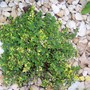 Thyme 'Doone Valley' (Thymus 'Doone Valley')