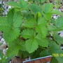 Alpine Strawberry (Fragaria vesca (Alpine Strawberry))