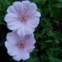 Garden_pictures_10_jun_08_011