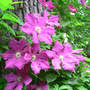 Clematis_jackmanii_i_think_6-03-08_exc_sm