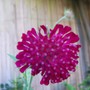 Knautia Macedonica (Knautia macedonica (Knautia))