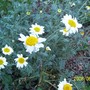 Anthemis