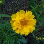 Coreopsis Sunray (Coreopsis grandiflora (Coreopsis Sunray))