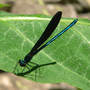 Male Ebony Jewelwing