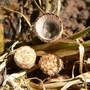 Bird's Nest Fungus (Crucibulum sp)