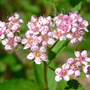 Japanese Spirea (Spiraea japonica (Japanese Spiraea))