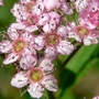  Japanese Spirea Closer (Spiraea japonica (Japanese Spiraea))