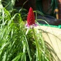 A garden flower photo (Primula vialii (Primula))