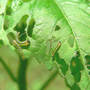 Sawfly Larvae On Hibiscus (Hibiscus)