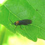 Adult Sawfly on Hibiscus (Hibiscus)