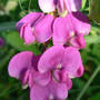 Sweet_pea_close_6-09-08_exc_sm