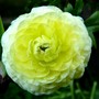 Close view of white Ranunculous. (Ranunculus asiaticus)