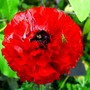 Red Ranunculous with interesting spider. (Ranunculus asiaticus)