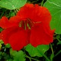 First Nasturtiums are out. This one is orangy red. (Tropaeolum majus (Compact Nasturtium))