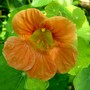 Nasturtium (Tropaeolum majus (Compact Nasturtium))